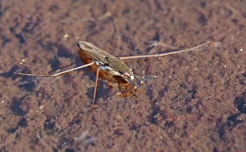Gerris gibbifer